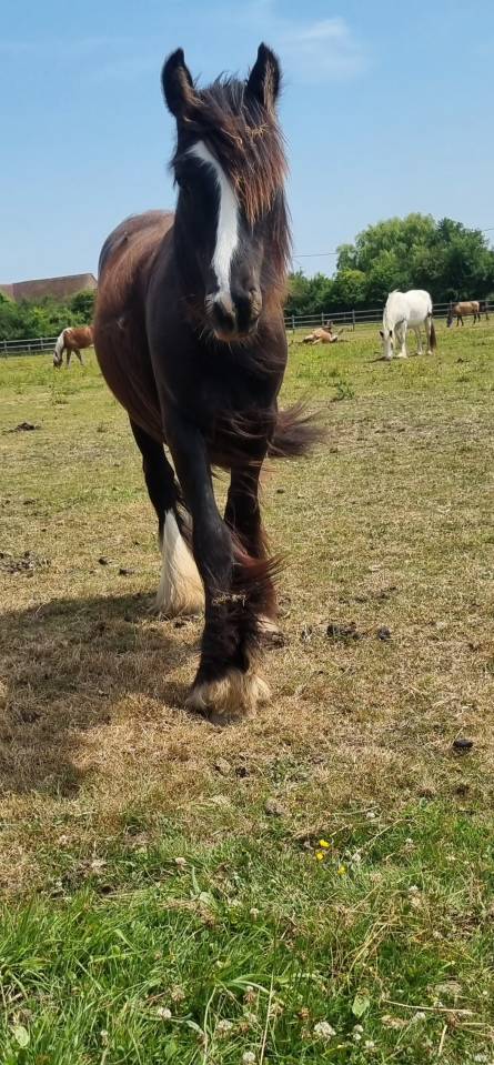 OUPS DU MEL &ndash;Jeune Irish Cob d&rsquo;exception au c&oelig;ur tendre