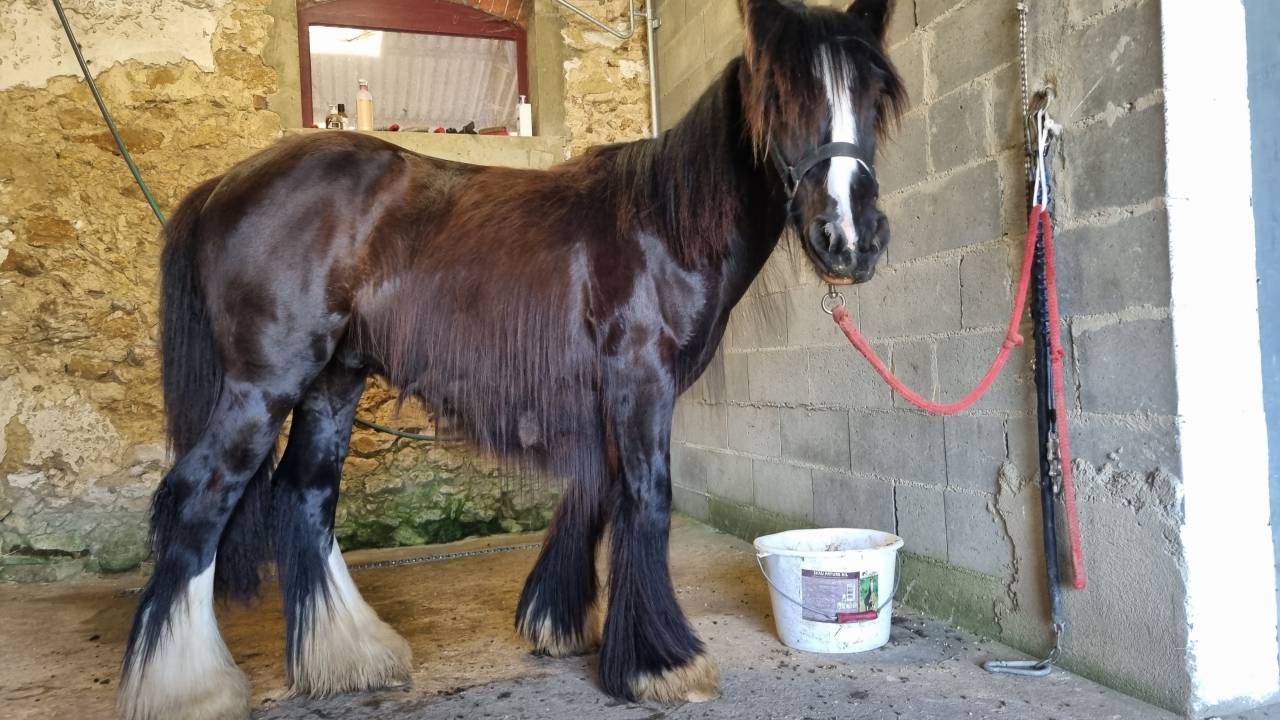 OUPS DU MEL &ndash;Jeune Irish Cob d&rsquo;exception au c&oelig;ur tendre