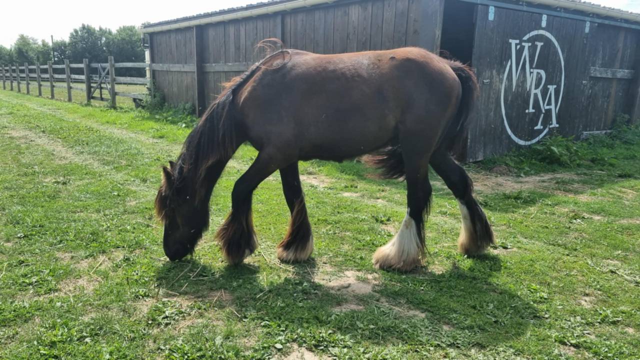 OUPS DU MEL &ndash;Jeune Irish Cob d&rsquo;exception au c&oelig;ur tendre
