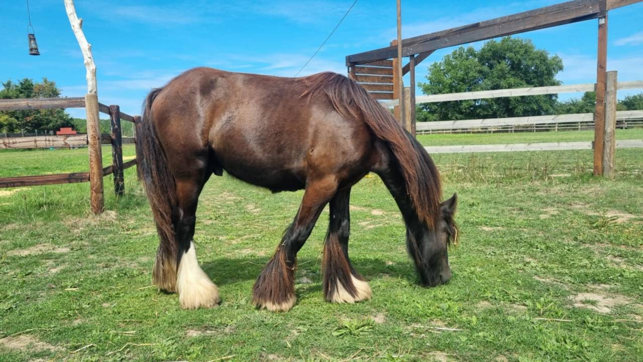 OUPS DU MEL &ndash;Jeune Irish Cob d&rsquo;exception au c&oelig;ur tendre
