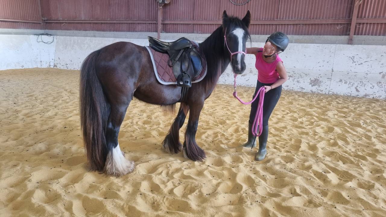 OUPS DU MEL &ndash;Jeune Irish Cob d&rsquo;exception au c&oelig;ur tendre