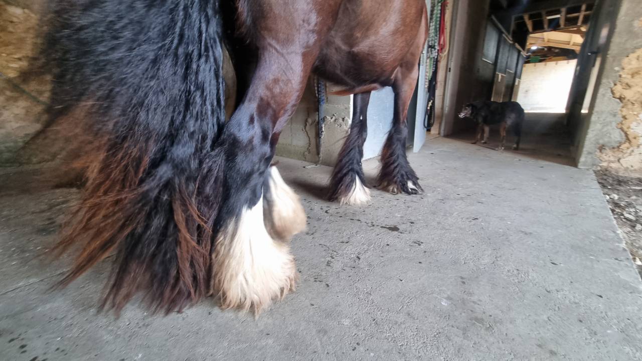 OUPS DU MEL &ndash;Jeune Irish Cob d&rsquo;exception au c&oelig;ur tendre