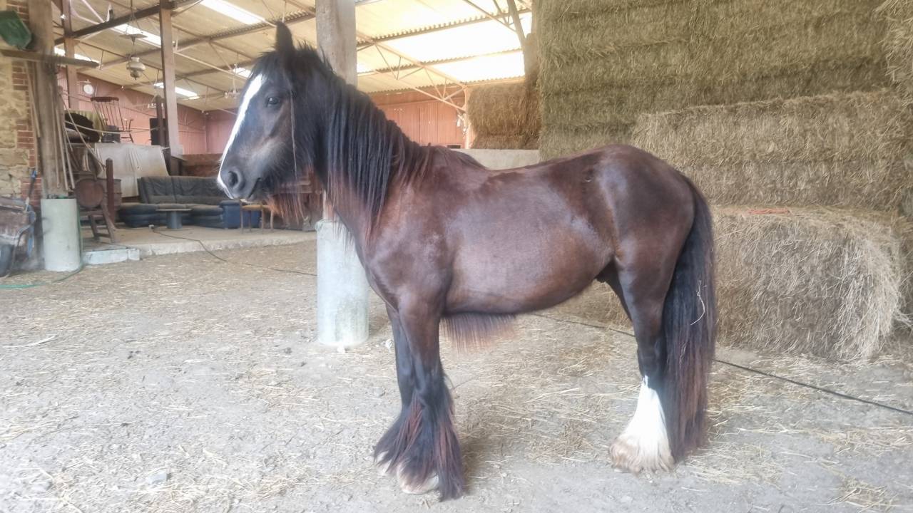 OUPS DU MEL &ndash;Jeune Irish Cob d&rsquo;exception au c&oelig;ur tendre