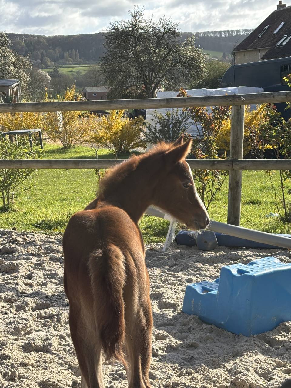 Pouliche 2026 &ndash; Origines sport de haut niveau