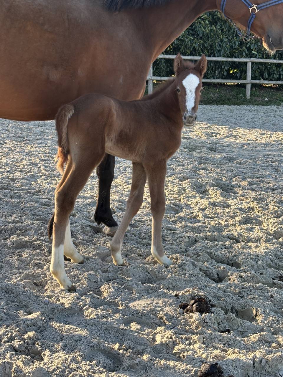 Pouliche 2026 &ndash; Origines sport de haut niveau