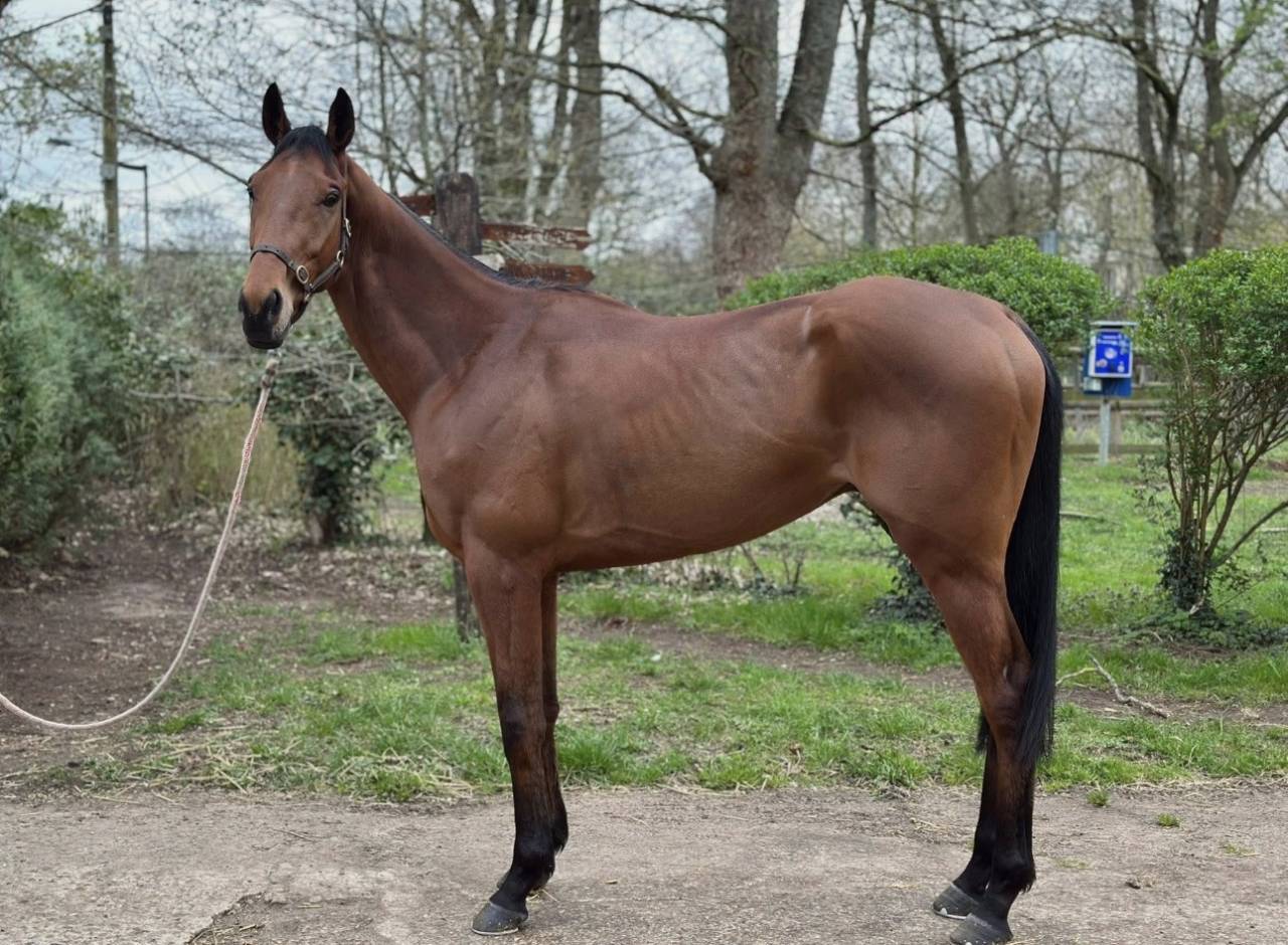 Pur sang - stone eye ! 