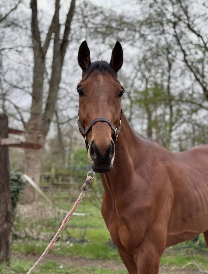 Pur sang - stone eye ! 