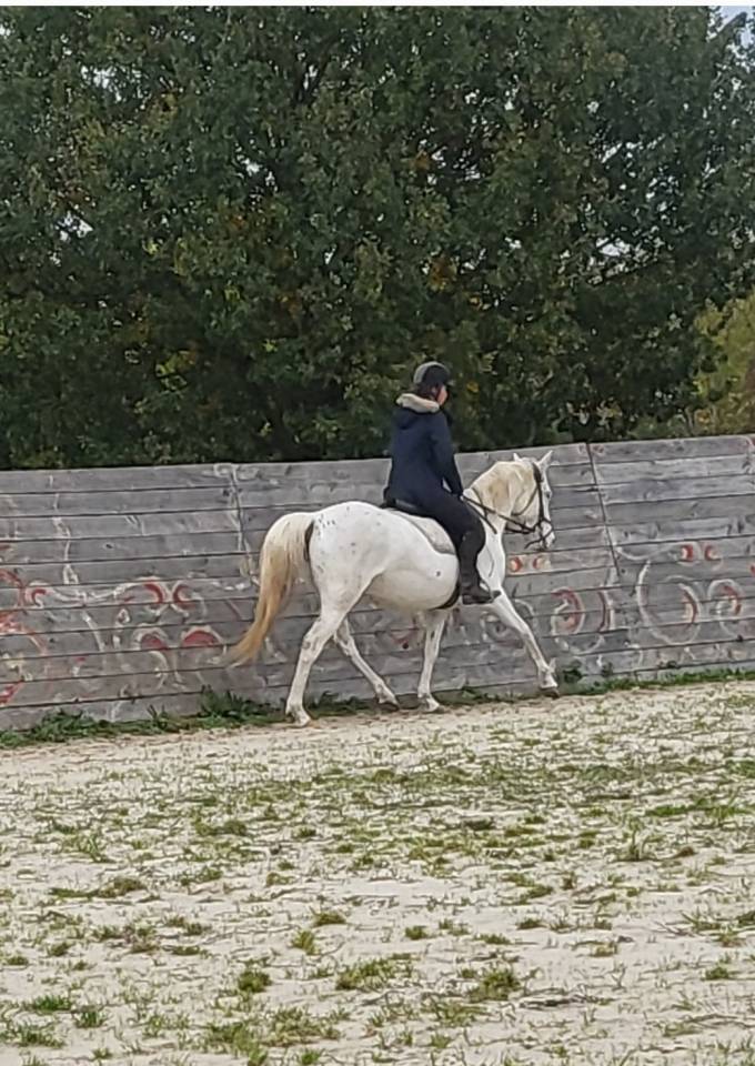 jument &/&eacute; sang Arabe