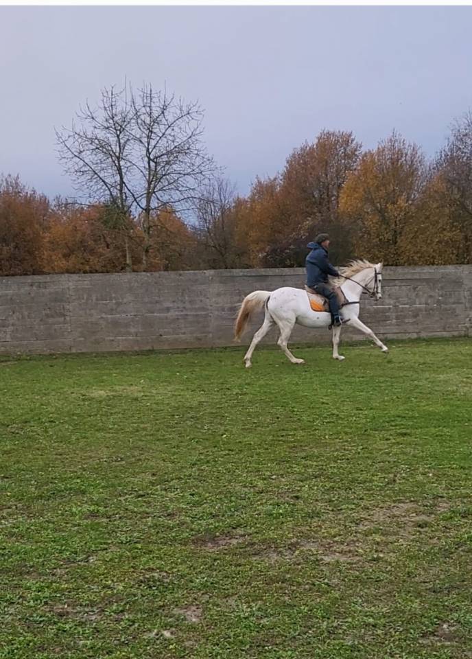 jument &/&eacute; sang Arabe