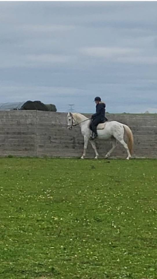 jument &/&eacute; sang Arabe