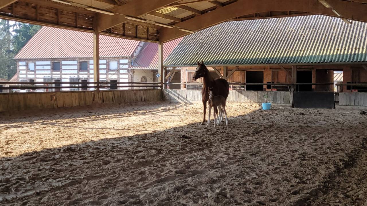 poulain selle francais 