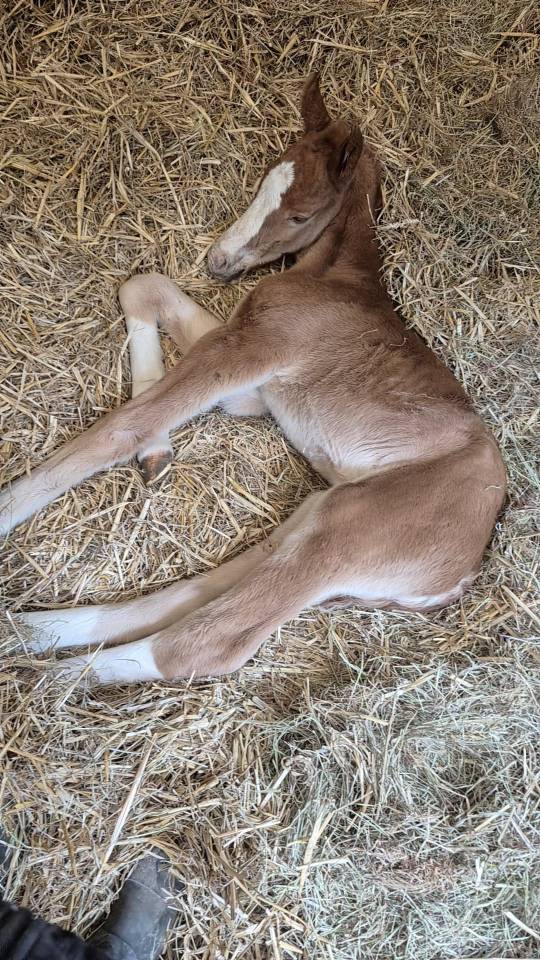 poulain selle francais 