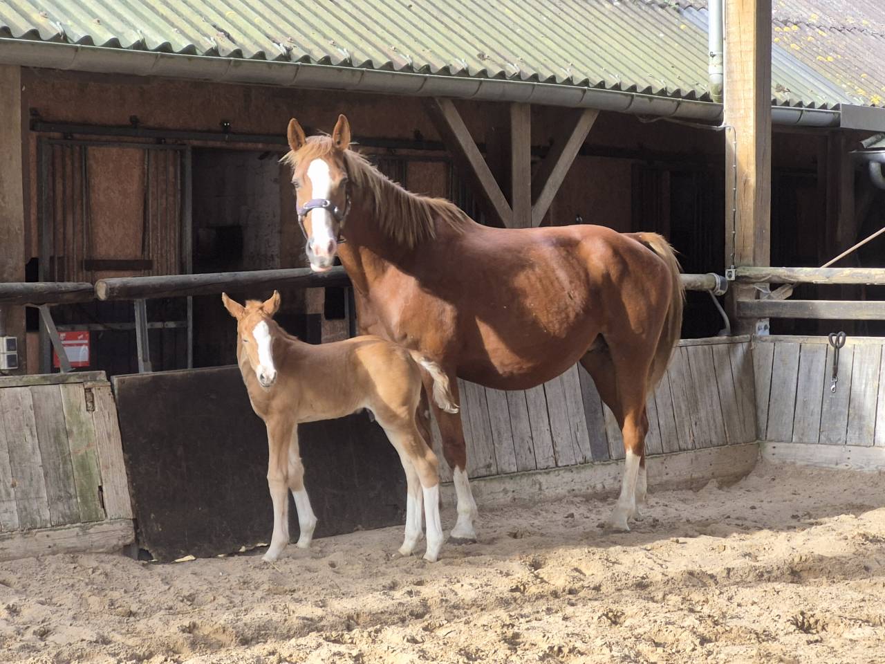 poulain selle francais 