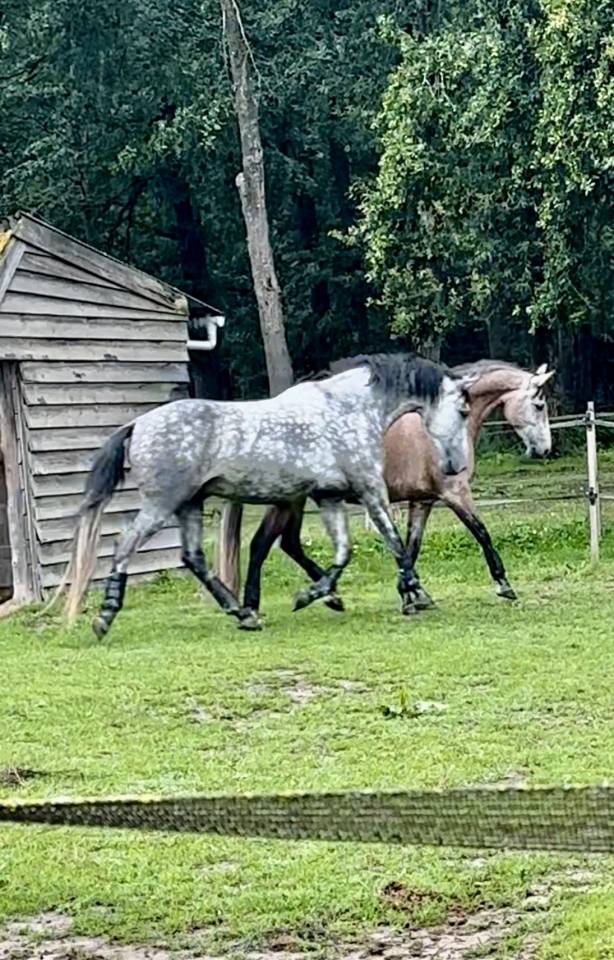 Hongre PRE 6 ans 1m65