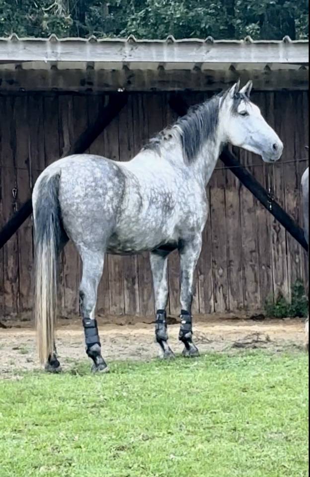 Hongre PRE 6 ans 1m65