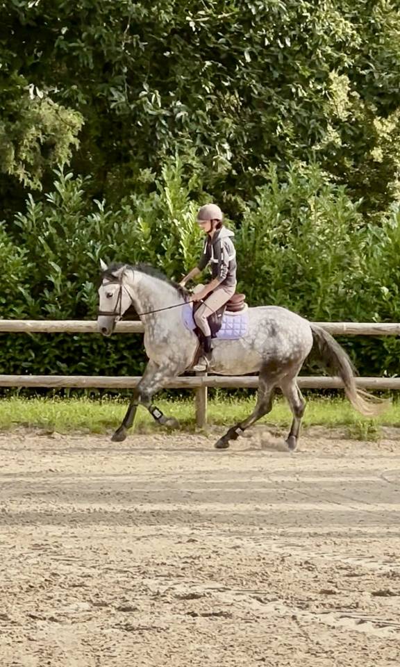 Hongre PRE 6 ans 1m65