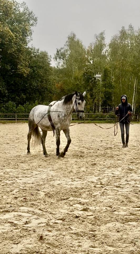 Hongre PRE 6 ans 1m65