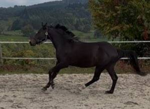 &Agrave; vendre direct &eacute;leveur Hongre SF 4 ans 