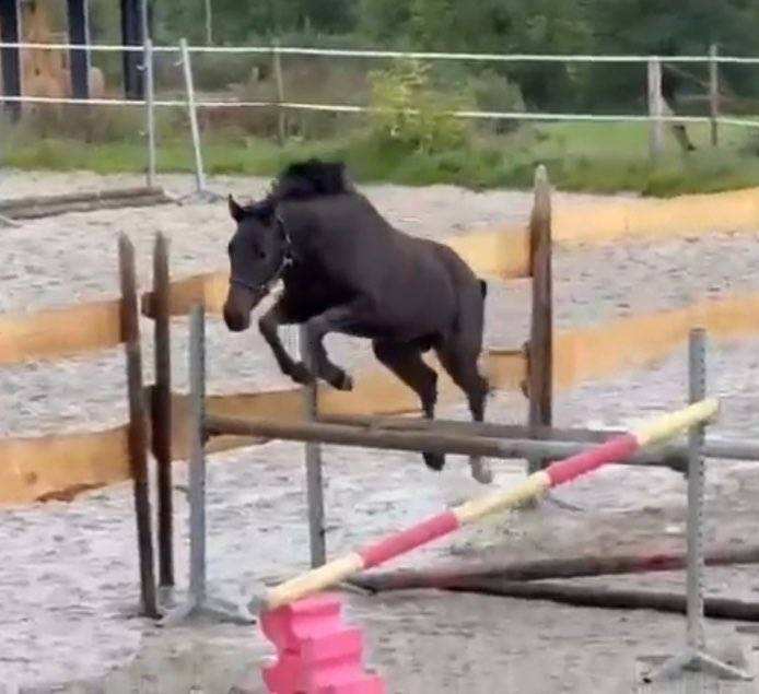 &Agrave; vendre direct &eacute;leveur Hongre SF 4 ans 