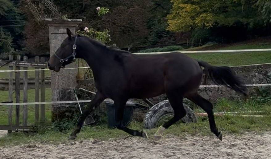 &Agrave; vendre direct &eacute;leveur Hongre SF 4 ans 