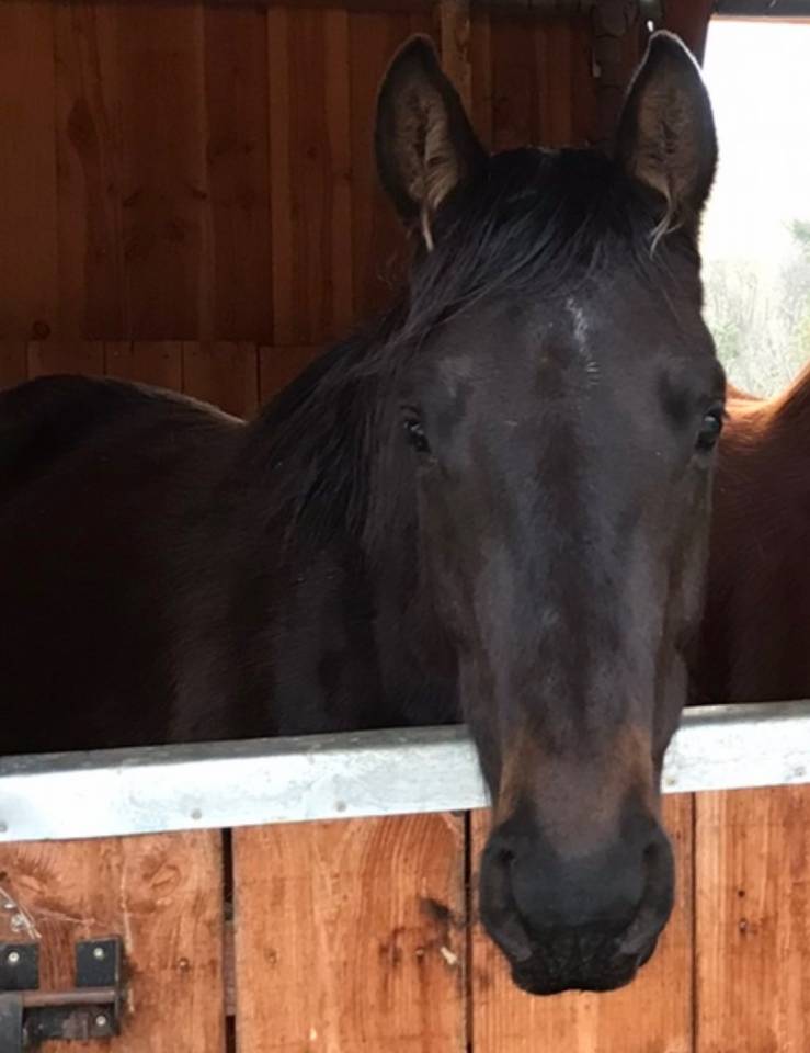 &Agrave; vendre direct &eacute;leveur Hongre SF 4 ans 