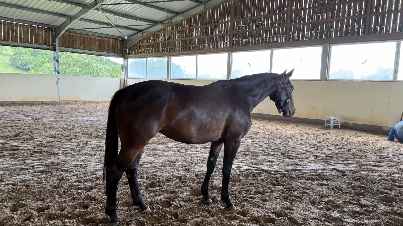 Pouliniere de dressage pleine