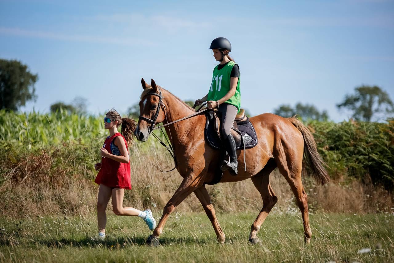 Demi-pension cheval AQPS 10ans