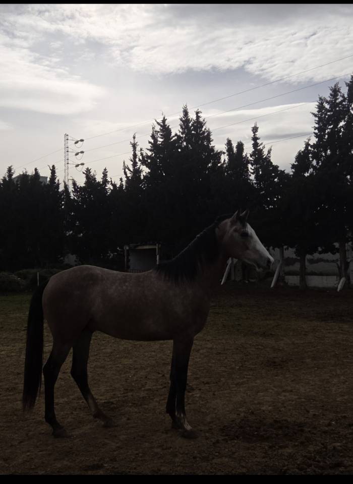 Pur-sang arabe 3 ans a vendre