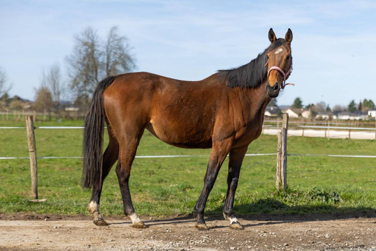 Jument pur sang anglais 10 ans