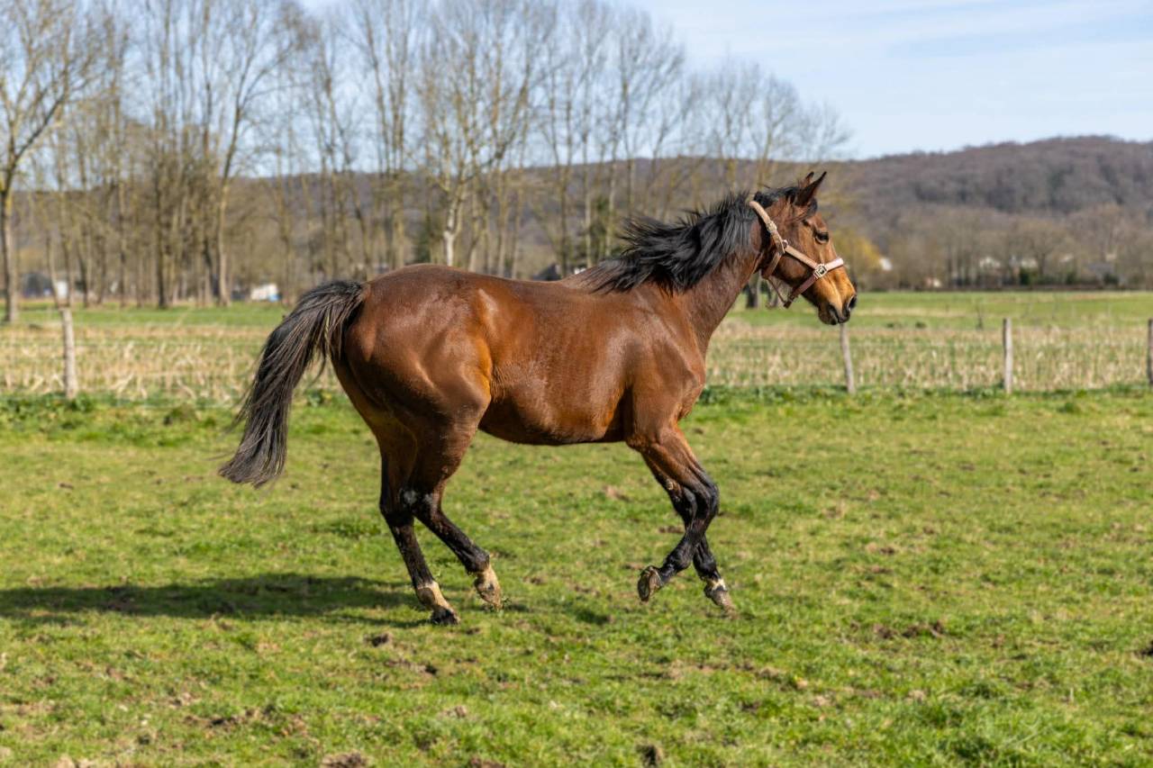 Jument pur sang anglais 10 ans