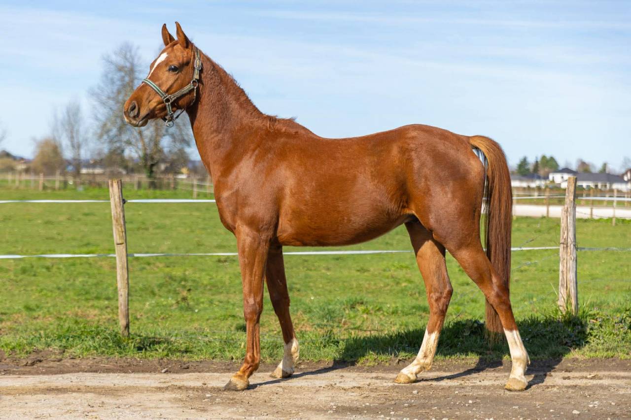 Cheval anglo arabe 3 ans