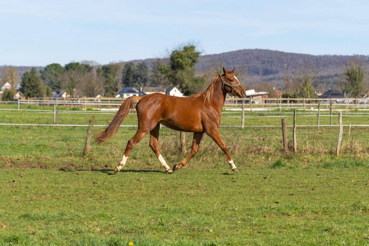 Cheval anglo arabe 3 ans