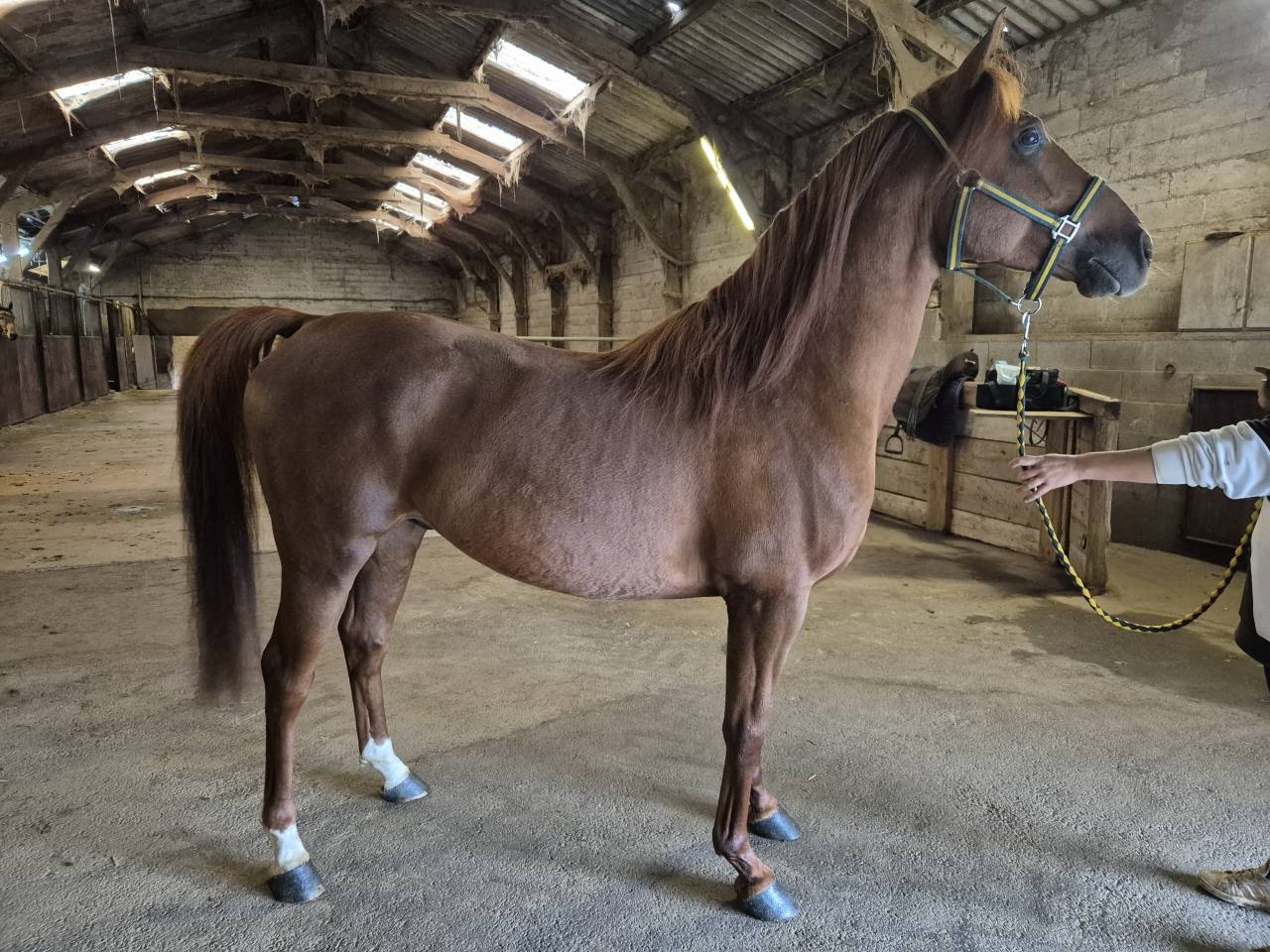 Joker du cayrou - Entier arabe alezan environ 1,55m