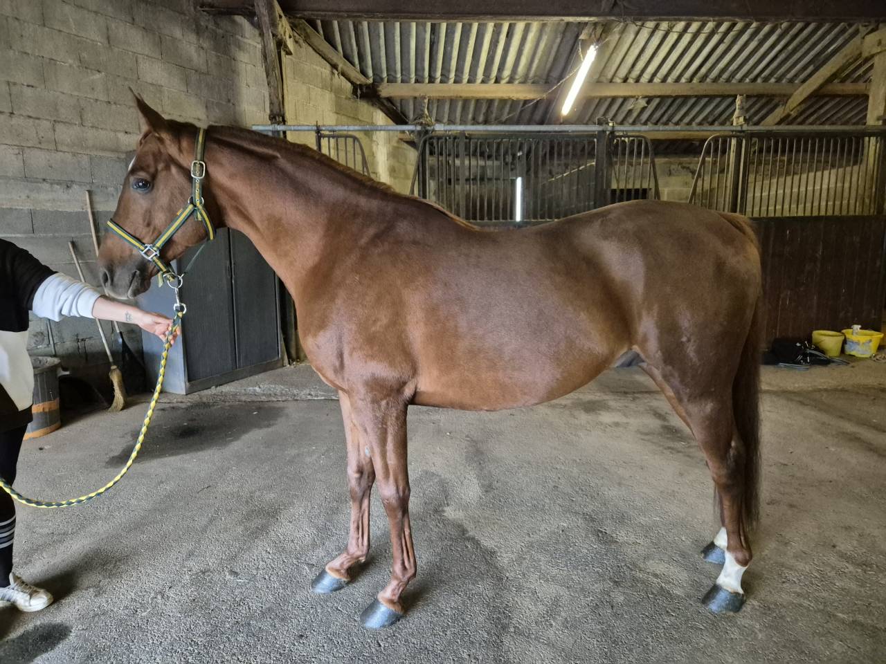 Joker du cayrou - Entier arabe alezan environ 1,55m