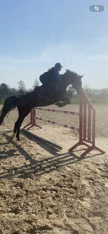 Vends ponette PFS E 1,52 10 ans 