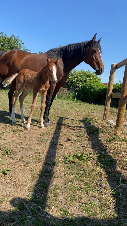 Vends ponette PFS E 1,52 10 ans 