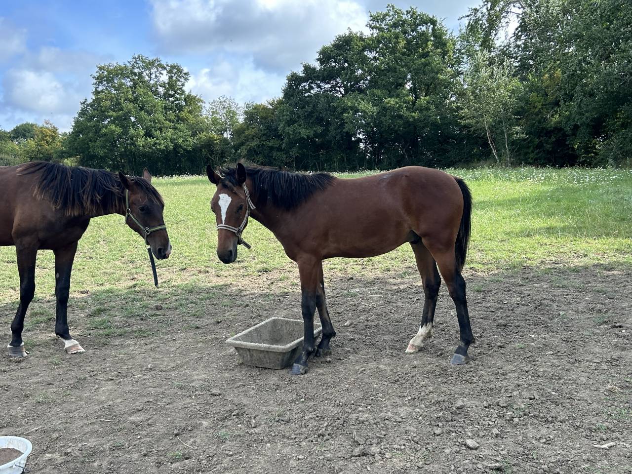 Hongre 2024 pour Cso