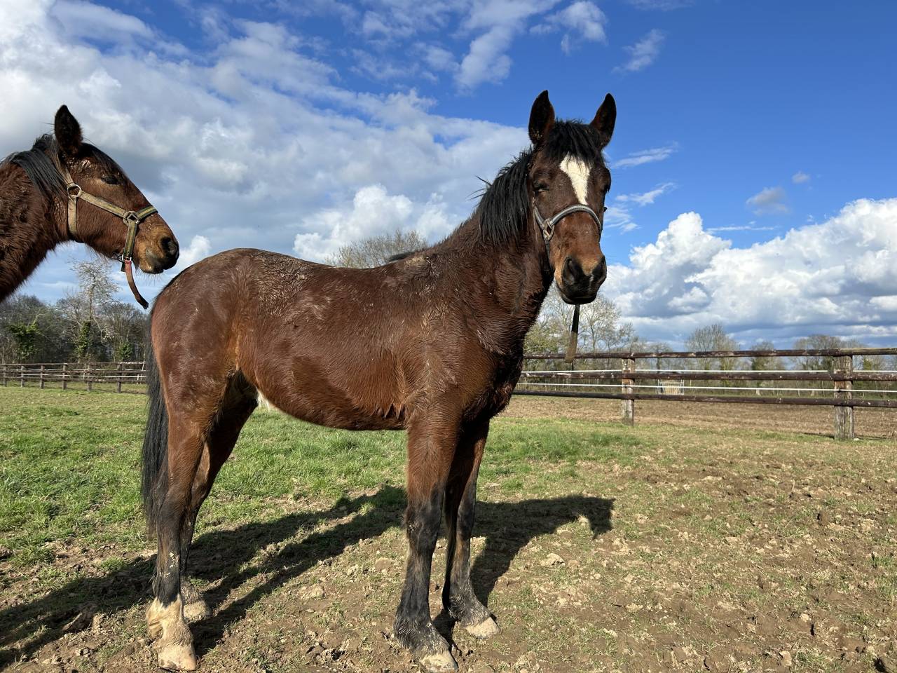 Hongre 2024 pour Cso