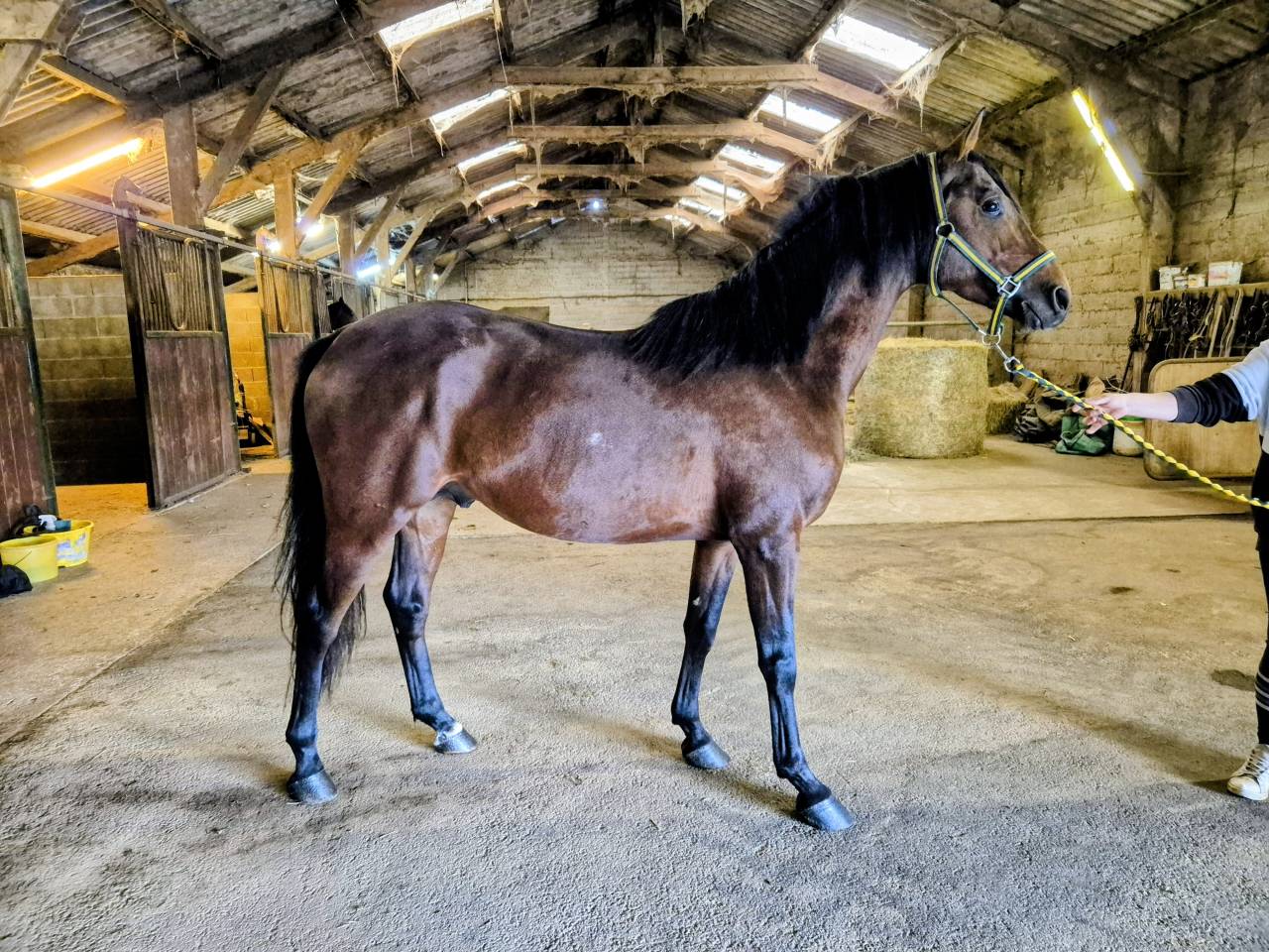 Emisko du cayrou  - Entier M&acirc;le bai 1,56m arabe