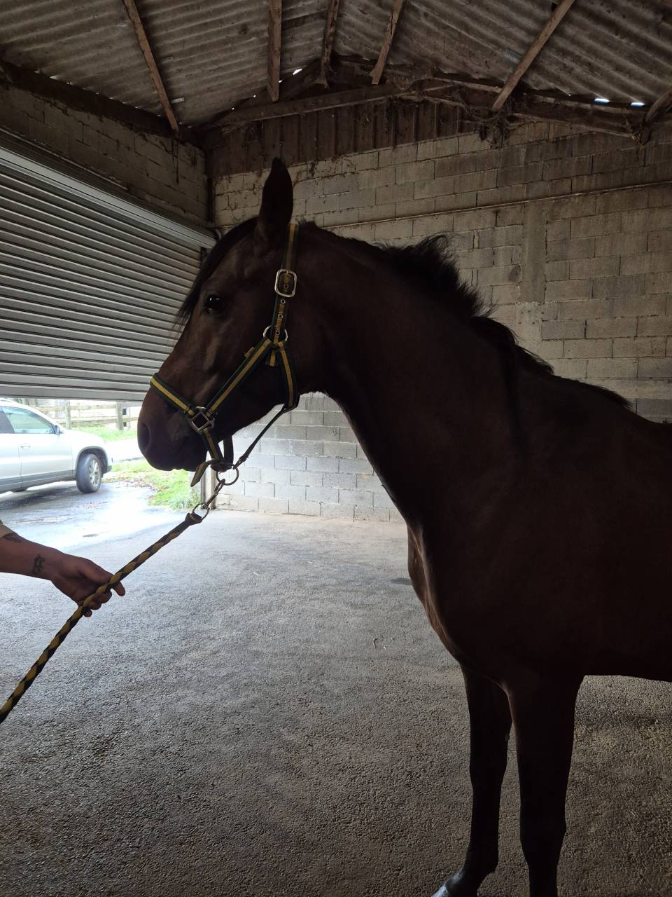 Emisko du cayrou  - Entier M&acirc;le bai 1,56m arabe