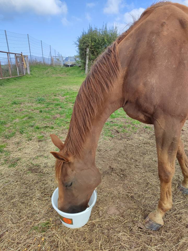 Cheval de randonn&eacute;e 