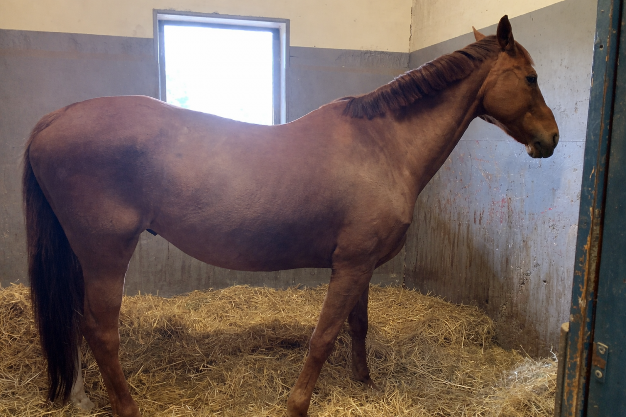 Cheval de randonn&eacute;e 