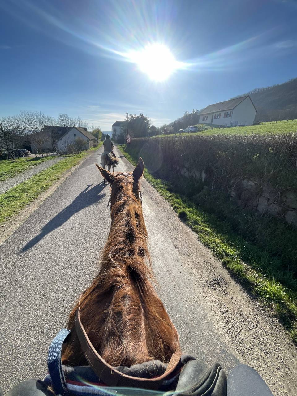 Cheval de randonn&eacute;e 