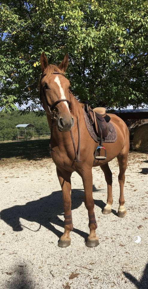 Hongre de 7 ans 
