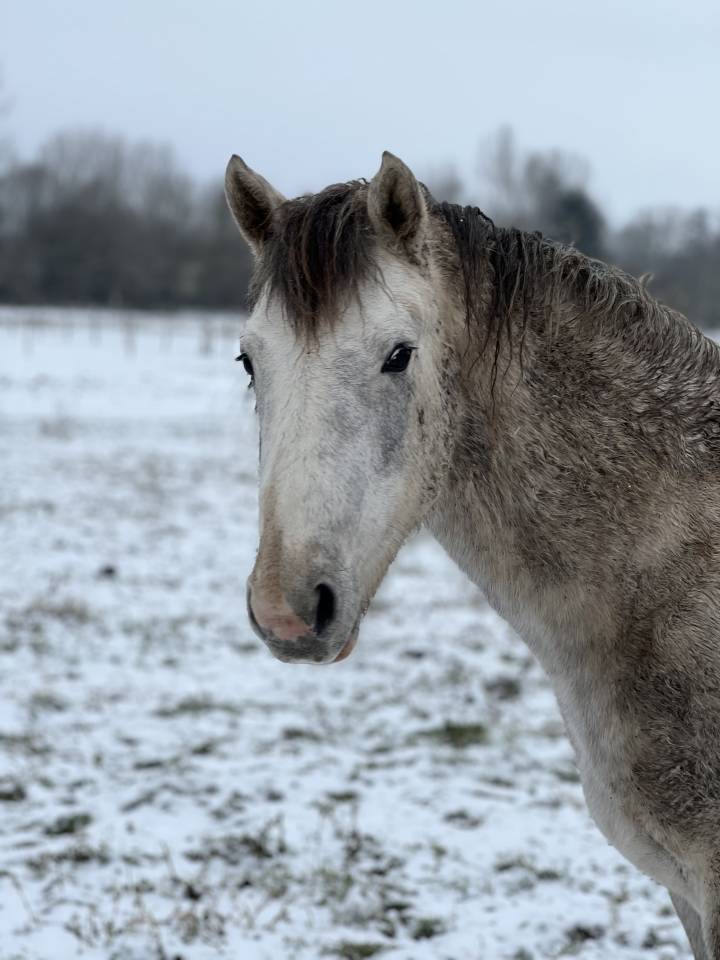 Poulain PFS 2023 &ndash; Nirvana de Lamour &ndash; Origines sport c