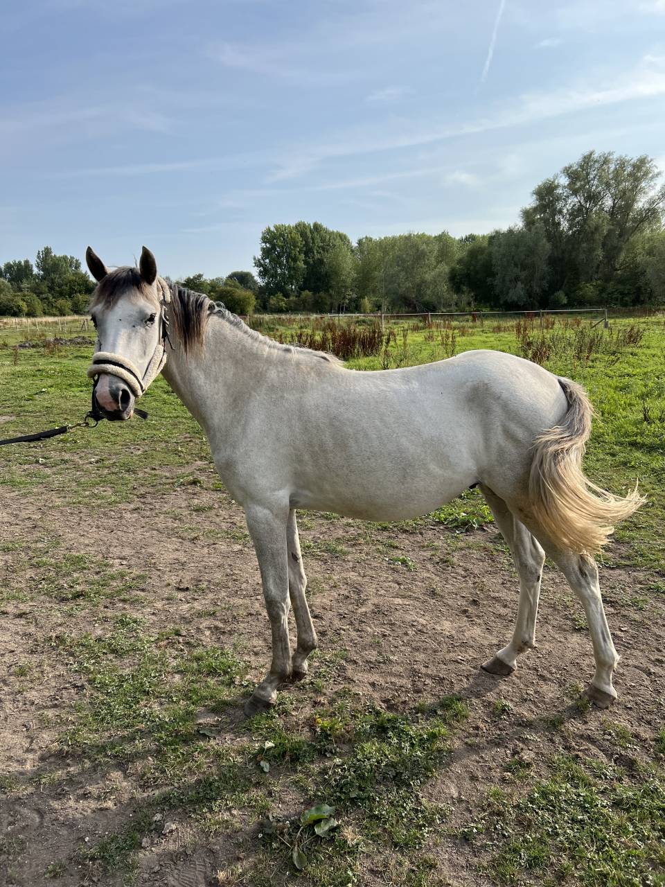 Poulain PFS 2023 &ndash; Nirvana de Lamour &ndash; Origines sport c