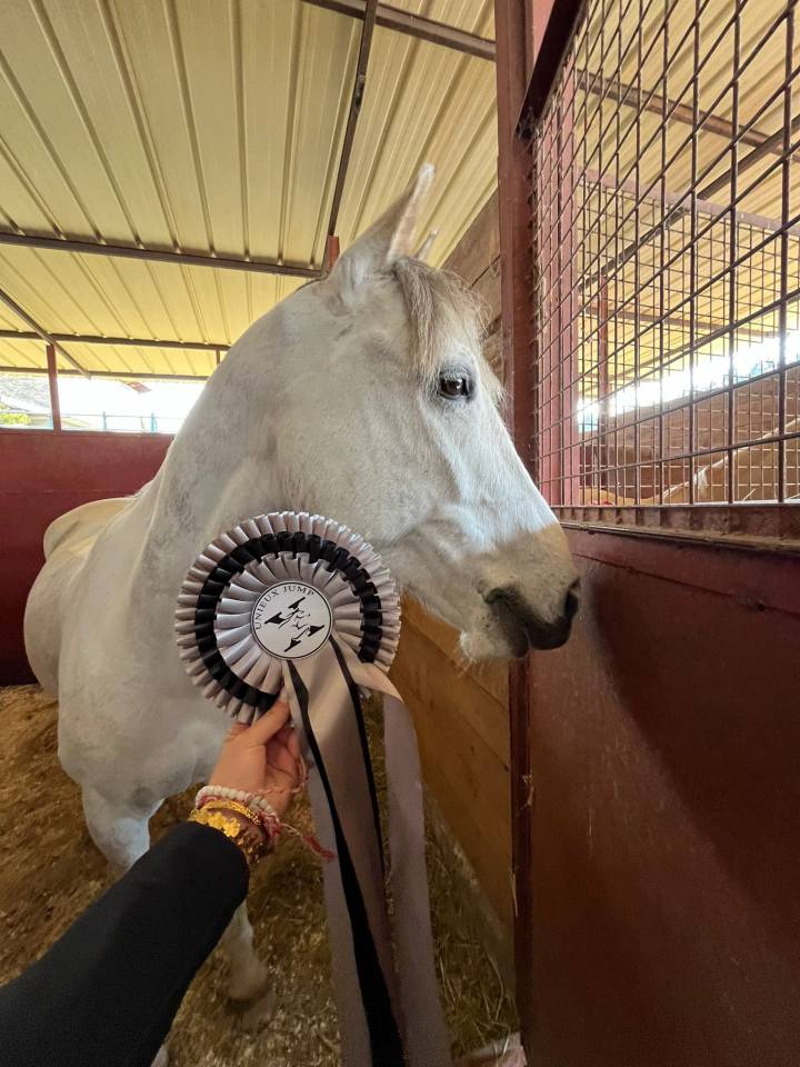 Poney de sport &agrave; vendre 