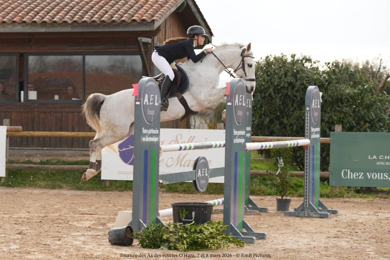 Poney de sport &agrave; vendre 