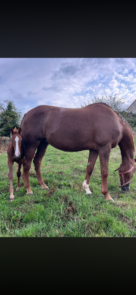 Poulini&egrave;re sfo pleine iso 140 / 7 pts pace 