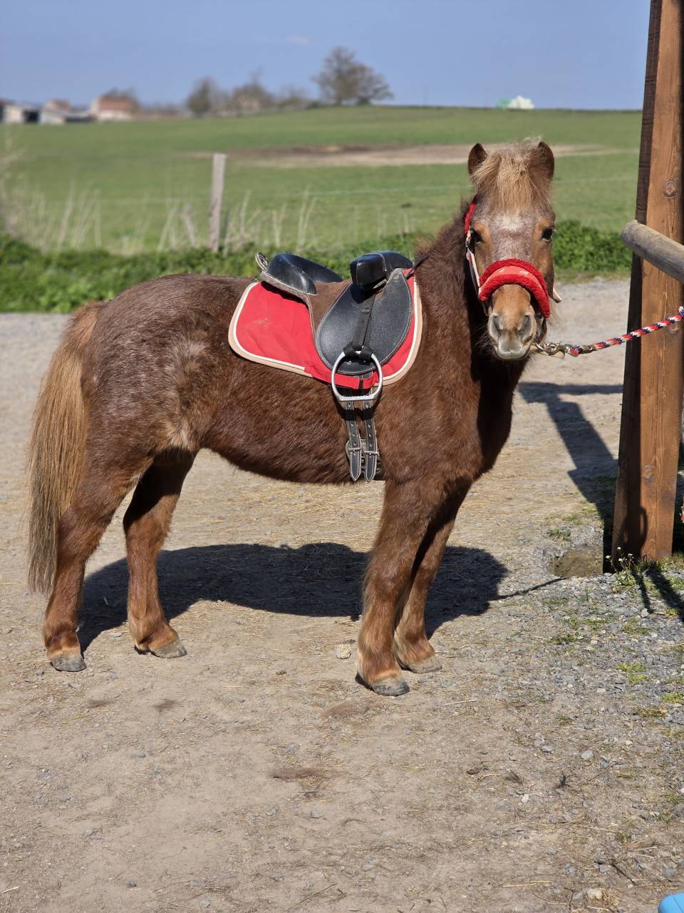 Ponette de confiance et d'exp&eacute;rience 